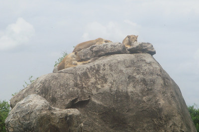 some lions napping on a rock