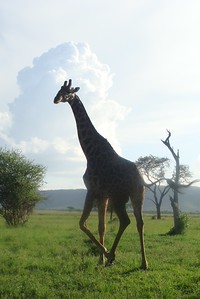 a giraffe glancing back as she ambles off