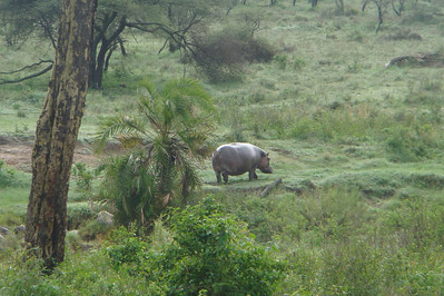 we only saw a couple of hippos out of the water