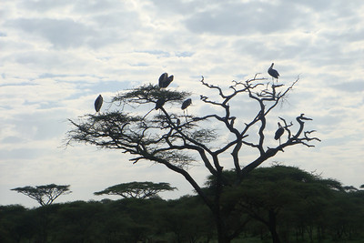 marabou stork in a tree