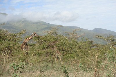 heading out toward Serengeti we saw some giraffes nibbling on acacia trees