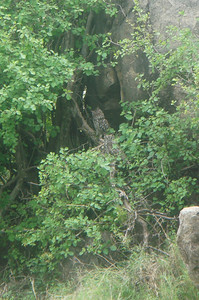 Meredith spotted these eagle owls