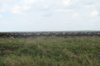 the wildebeest were just entering the Sergenti during their annual migration
