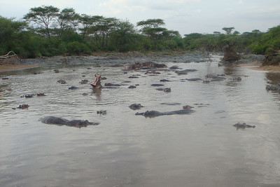 a river full of hippos