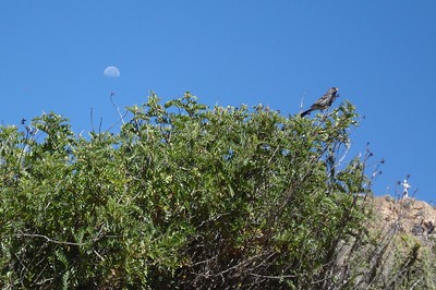 a finch and the moon