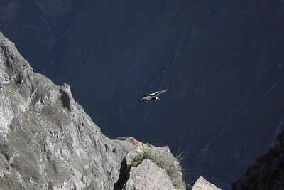 our first condor sighting