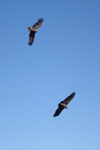 lots more condor shots