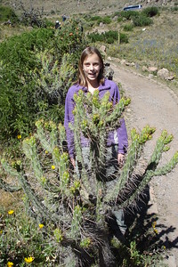 there were some scary looking cacti in Colca Valley