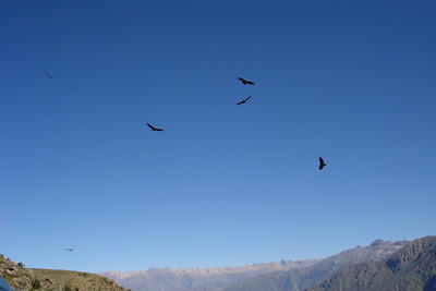 suddenly the condors were back, Meredith counted 11 in the air