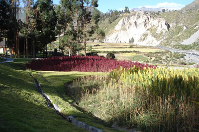 purple and yellow quinua plants