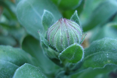 Alayna took some closeups of the flowers at Colca Lodge