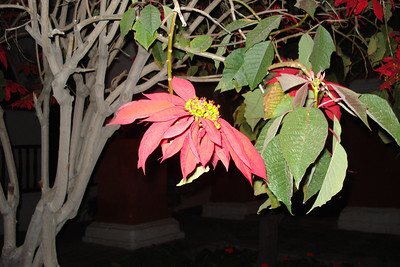 a big poinsettia tree