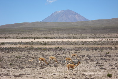 some vicuñas with Misty mountain in the distance