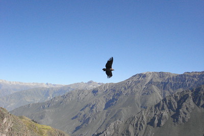 Photo 43