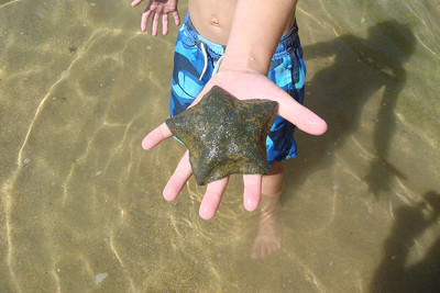 we found some cool starfish