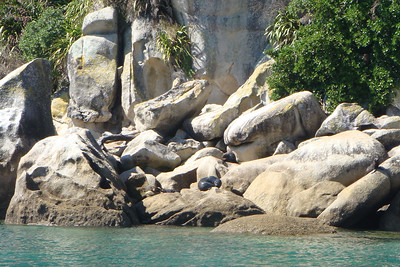 ...and its cub on the rocks