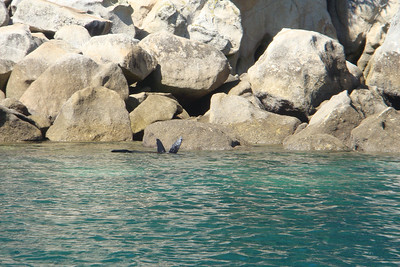 a seal in the water...