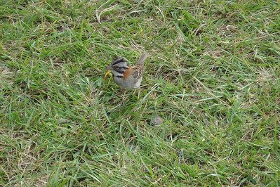 lots of these little sparrows were flittering around