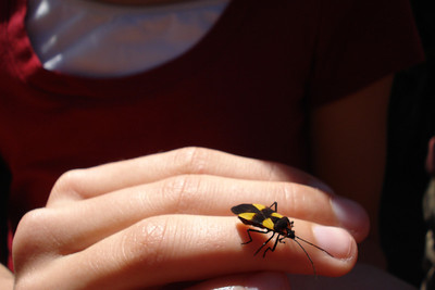 the kids found a cool bug while we waited to sign in