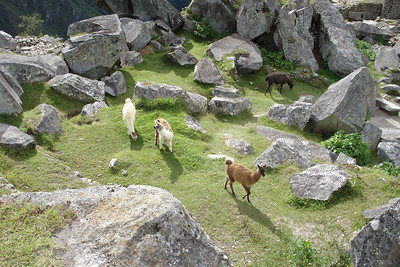 llamas among the ruins