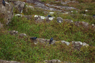 we watched these swallows as we waited for the sun to appear