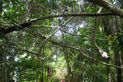some more shots from the rainforest