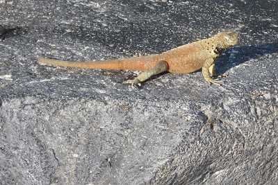 a lava lizard