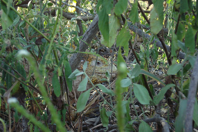 a land iguana hiding in the bushes