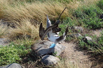 a male blue-footed boobie trying to impress the ladies
