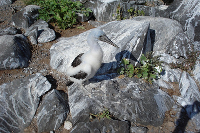 a very young blue-footed boobie