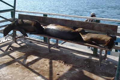 some sea lions on the benches at a dock on Baltra Island