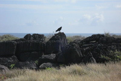 a Galapagos hawk, the top predator in the islands