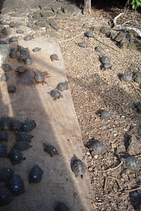 the Darwin Research Center has a very successful giant tortoise breeding program