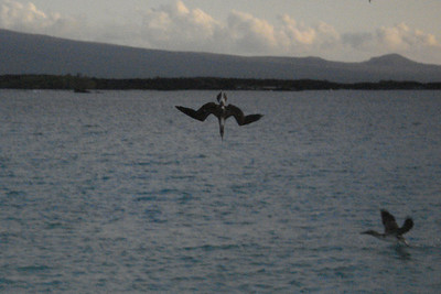more blue-footed boobie shots