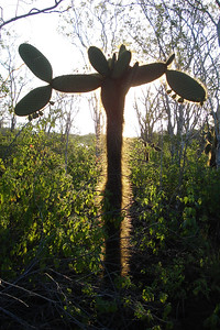 a prickly pear cactus