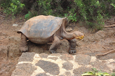 a saddleback tortoise, the namesake of the Galapagos Islands