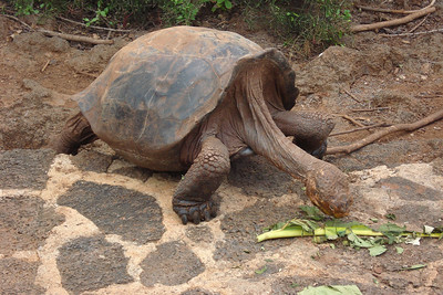 the Spanish conquistador's saddles were called galapagos