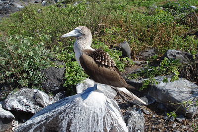 a blue-footed boobie
