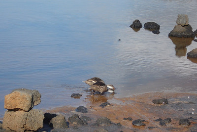 a couple of white-cheeked pintail ducks