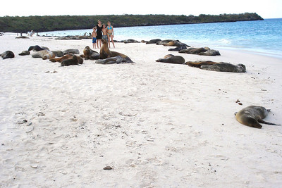 hundreds of sea lions on a beach of Española