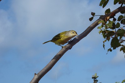 a yellow warbler