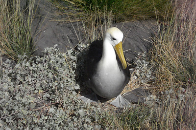 an albatross nesting right by the path