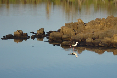 a black-necked stilt reflecting in a lagoon