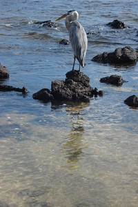 a great blue heron, just like the ones back home