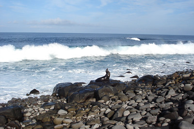 a sea lion and the surf