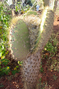 the nest of a cactus finch