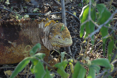 a large male land iguana