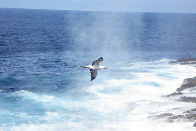 a Nazca boobie flying through the mist of the blow hole