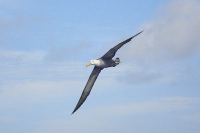 a waved albatross