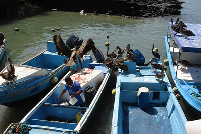 pelicans hoping for a snack from some fishermen